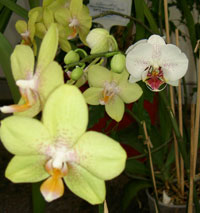 фаленопсис, орхидея